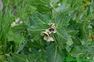 Фотогалерея - Пасленовые (Solanaceae) - Белена чёрная (Hyoscyamus niger L.  ) - Природа Республики Мордовия
