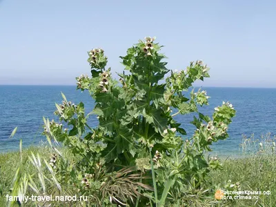 Растения Крыма::Белена
