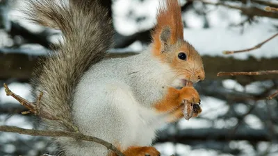 Белка зимой | Cute squirrel, Squirrel, Animals