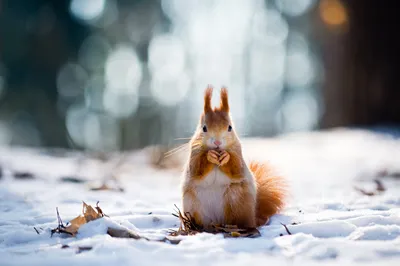 Белки в лесу зимой (77 фото) »