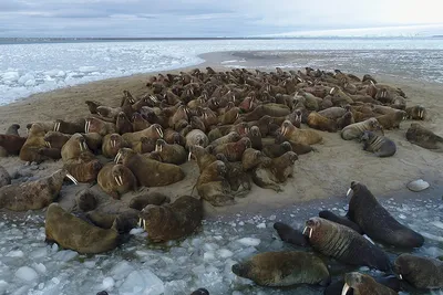 Отдых на Белом море зимой. Тур 'Сияние Севера'