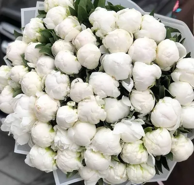 Фотообои Белые розы купить на стену • Эко Обои