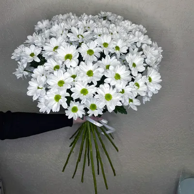 Белые хризантемы 15 шт. купить за 3000 руб. в Пензе с доставкой