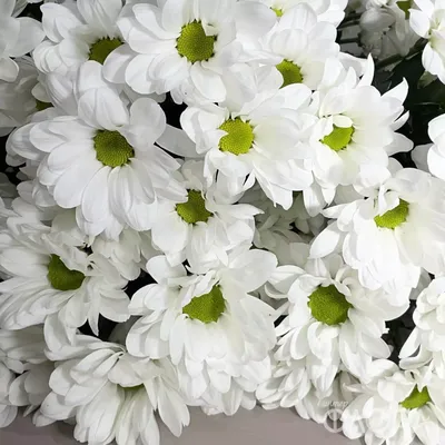 Белые хризантемы ромашки от Интер-Флора | Доставка и заказ цветов в  Железногорске Курской области