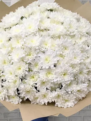 Купить белую хризантему с бесплатной доставкой