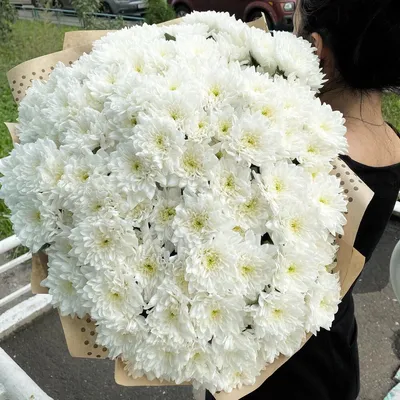 Хризантемы кустовые белые 25 шт. купить с доставкой в Москве. Цена от 5750 ₽