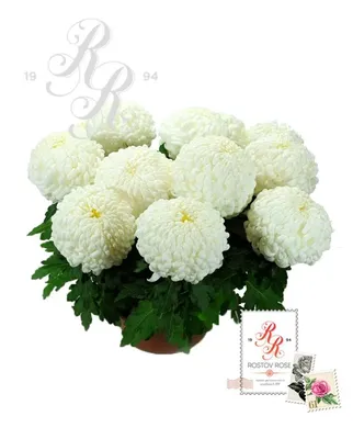 Белые хризантемы с эвкалиптом и рускусом - купить в Москве | Flowerna