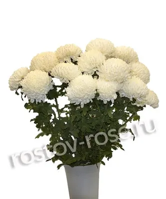 Купить букет из белой хризантемы сорта Бакарди с доставкой по городу Днепр  от Royal-Flowers Dnipro