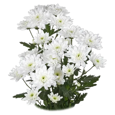 Купить Белые хризантемы, 15 шт. Павлодар - CVETOgis
