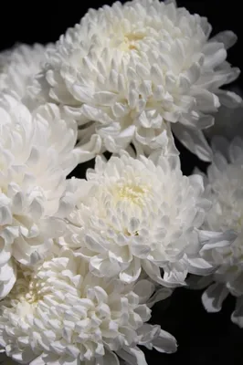 Белые хризантемы | White flowers, Chrysanthemum, Chrysanthemum bouquet