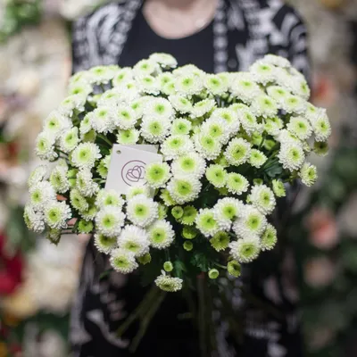 Хризантемы белые 5 штук купить по низким ценам с доставкой в  Санкт-Петербурге | от 700