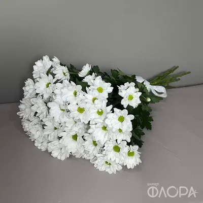 Белые хризантемы” | Bonfortuno