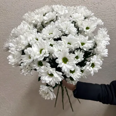 Белые хризантемы 11 шт. купить за 2200 руб. в Пензе с доставкой
