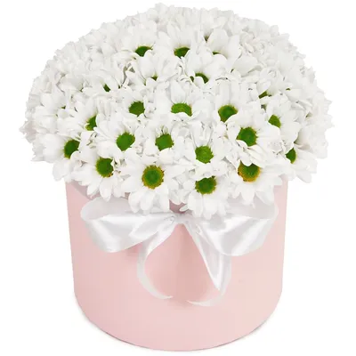 Букет из 25 белых хризантем- купить в СПб с доставкой в интернет магазине  \"Цветочкин\"