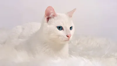 Белые кошки картинки фотографии