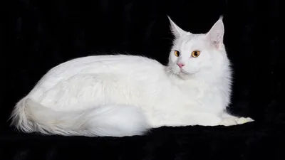 Кошка ветра - Белые кошки — символ чистоты и совершенства... | Facebook