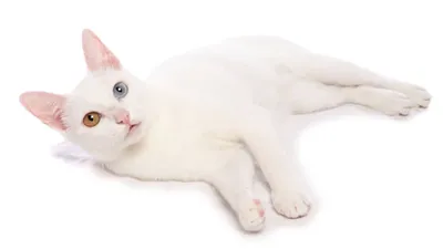 🐱Почему среди белых кошек много глухих | Нос, хвост, лапы | Дзен