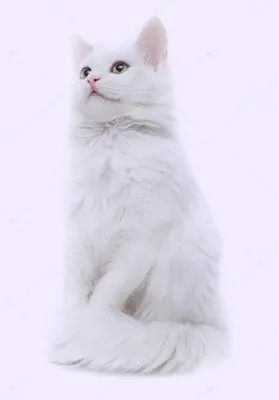 Белые кошки с разными глазами ❘ фото | Екабу.ру - развлекательный портал