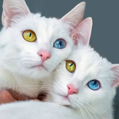 Белый кот в доме: какими особенностями обладают белоснежные воспитанники  согласно приметам | Эзотерика -путь к себе | Дзен
