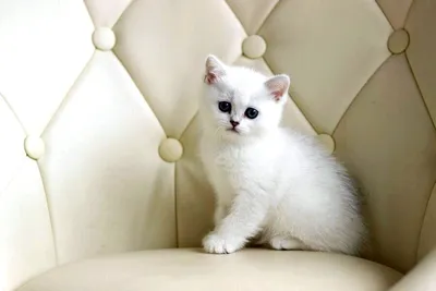 Белый окрас и окрасы с белым у кошек