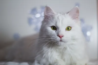 Белая кошка 9 пород белых кошек - Ветеринар