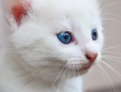 Почему белые и голубоглазые кошки глухие от рождения? | gafki.ru | Дзен