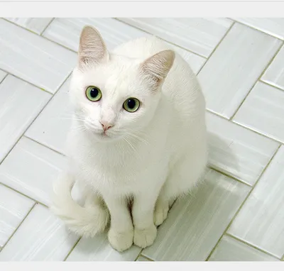 Белая кошка | Белые кошки, Кошки, Котята