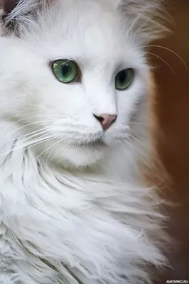 Беспородные кошки и Метисы - «Белая красавица» | отзывы