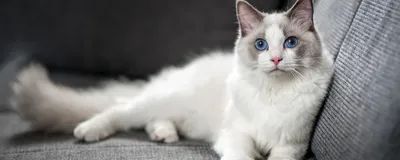 Белые кошки: символ чистоты и нежности» — создано в Шедевруме