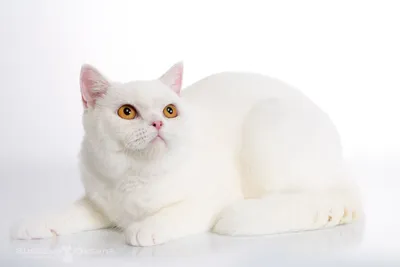 Почему белые кошки - не белые или Несложная генетика кошек 5 | Пикабу