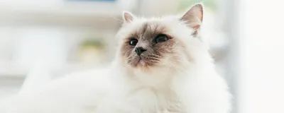Продаются персидские длинношерстные белые кошки, бдительность, кошка,  высокое разрешение фон картинки и Фото для бесплатной загрузки