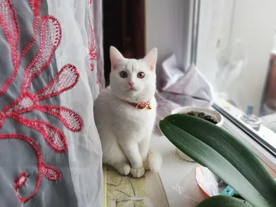 Почти белая кошка | Белые кошки, Кошки, Белье