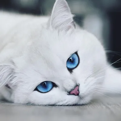 Белые кошки — символ чистоты и совершенства. Белоснежный кот – очень  эффектное животное!
