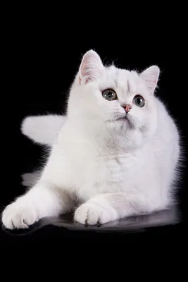 Милые маленькие белые котята в …» — создано в Шедевруме