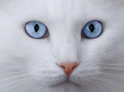 Бесплатное изображение: Монохромная иллюстрация очаровательных белых котят  крупным планом