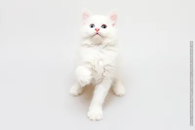 Найден белый котенок с красивыми глазами, нужно пристроить | Pet911.ru