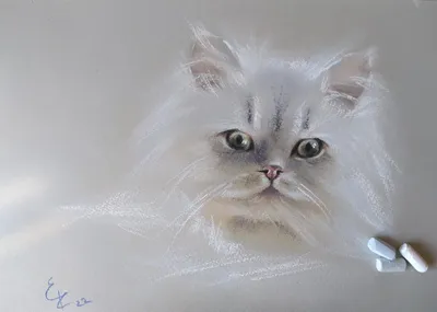 маленький белый котенок сидит на пушистых перьях, менуэт кошка, синий мех,  облака сладкой ваты фон картинки и Фото для бесплатной загрузки