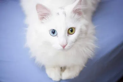 😻 милота 😻 милые белые котята …» — создано в Шедевруме