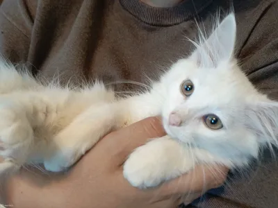 Белые котята Белый котенок Голубые глазки - Доска бесплатных объявлений  Mur.tv