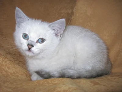 Белые котята - 92 фото