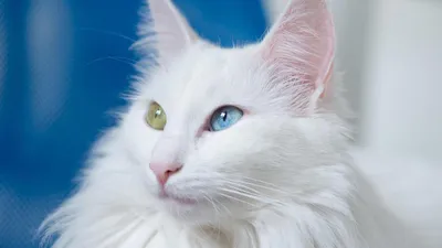 Британские котята кремовые с белым и голубо-кремовая с белым (Помёт-Г) - 7  Сентября 2023 - Питомник GALA-CAT