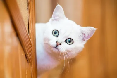 В Петербурге отметят День белых котов - Российская газета