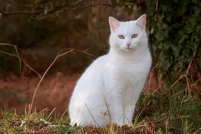 Кошка Белый Котенок Домашний - Бесплатное фото на Pixabay - Pixabay