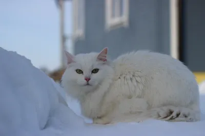 Рождественское чудо: белый котёнок Сева обрёл дом - ТИА