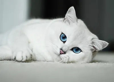 Ангорская кошка: фото, характер, описание породы