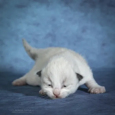 Портрет котенка крупно. Котенок белый с рыжим. Красивые глаза и мех.  Котенок маленький, симпатичный. Домашний питомец. Котенок недавно родился  Stock Photo | Adobe Stock