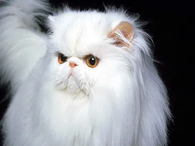 Красивый белый кот с ошейником сидит на белом фоне. | Самые милые животные,  Красивый кот, Кошачьи лапы