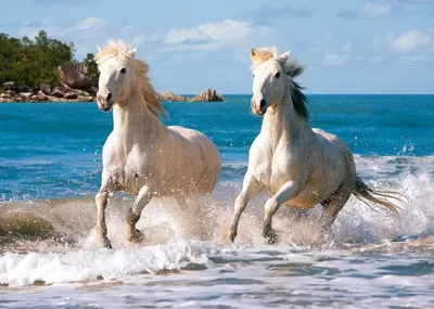 Портрет белой лошади стоковое фото. изображение насчитывающей лошадиный -  69876038