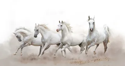 Купить фотообои \"Белые лошади\" в интернет-магазине в Москве