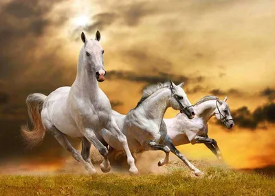 Белые лошади, мама и жеребёнок, …» — создано в Шедевруме
